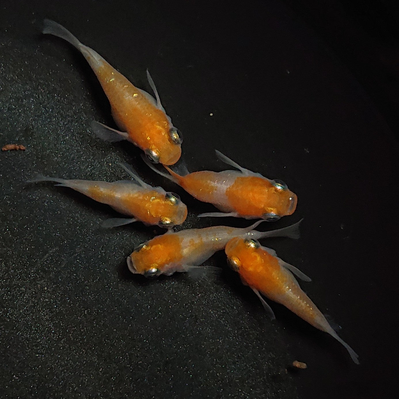 【現物】紅白だるま 5匹 オス4メス1 1309