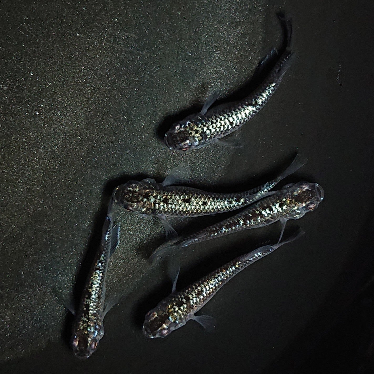 【現物】【上物】ブラックダイヤ上見強ラメ 天真めだか様純血統 F3 5匹 オス4メス1 1328