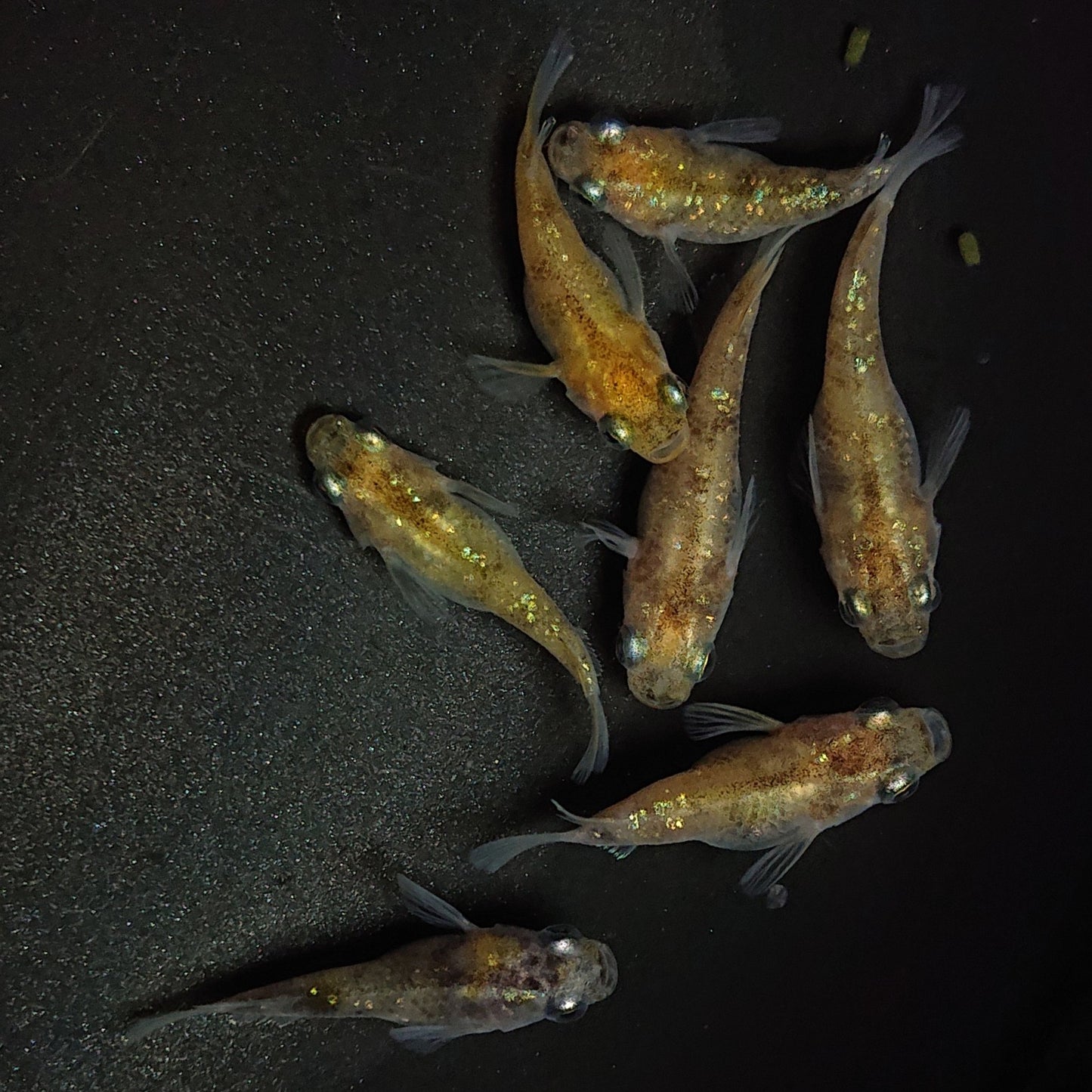 【現物】黄金三色ラメだるま 7匹 オス2メス5 1332