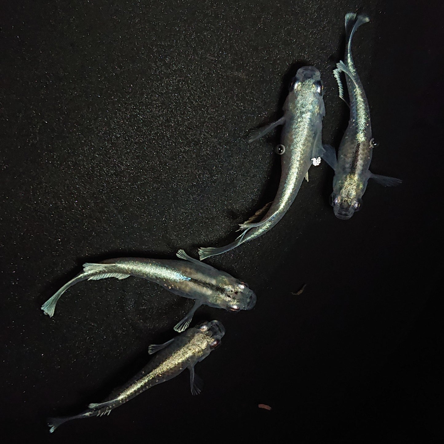 【現物】グランブルー若魚 2ペア 1335