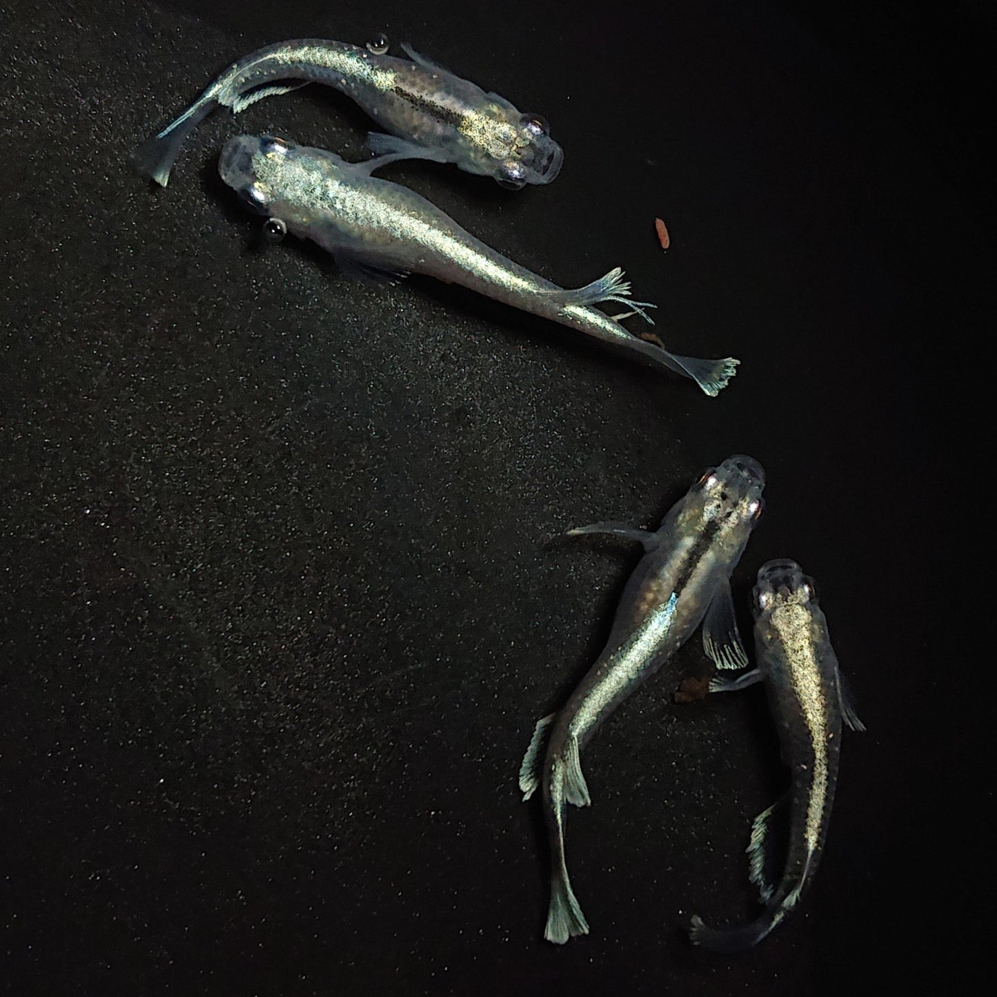 【現物】グランブルー若魚 2ペア 1335