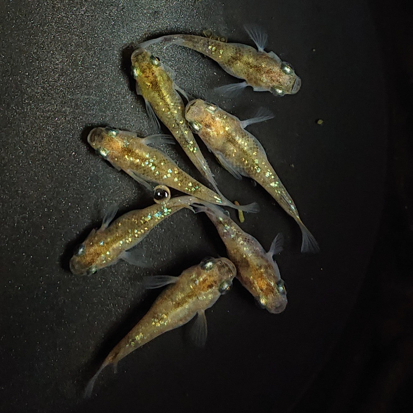 【現物】黄金三色ラメだるま 7匹 オス2メス5 1341