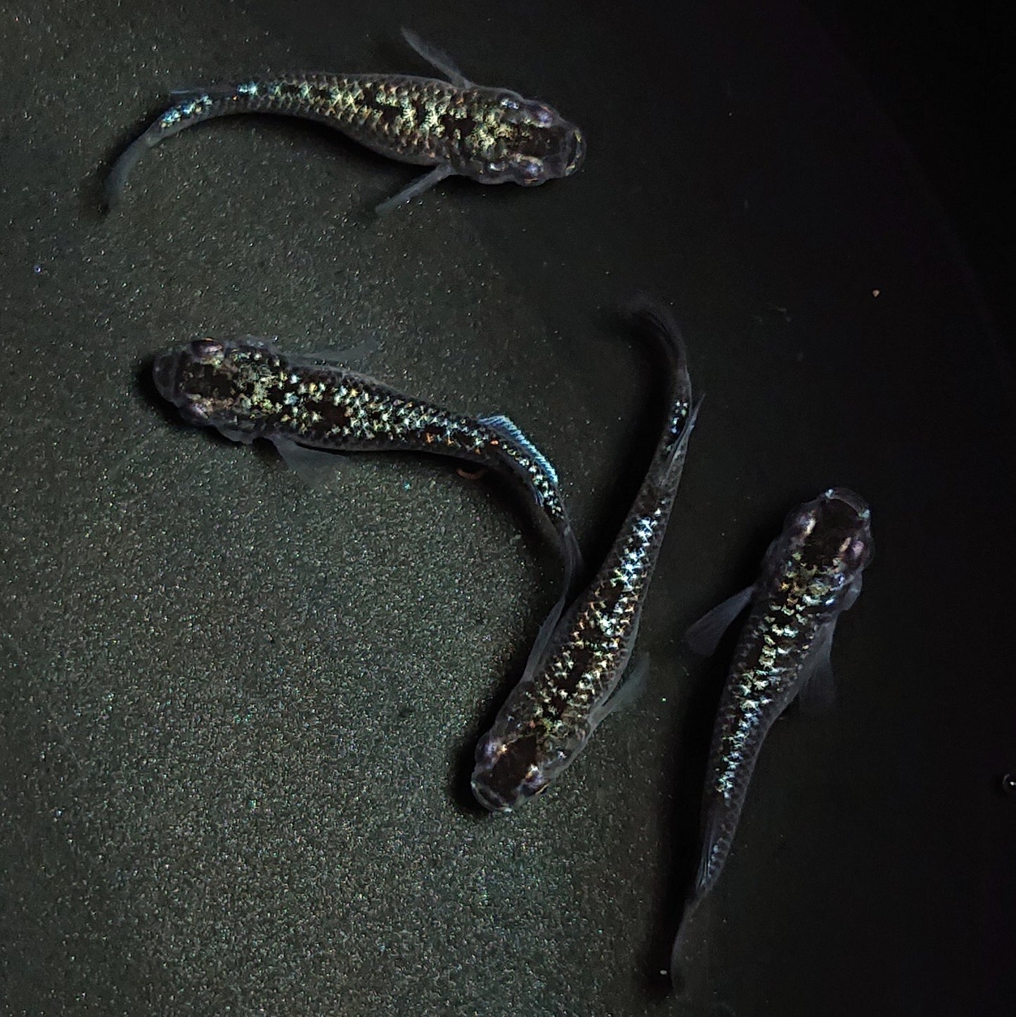 【現物】【上物】ブラックダイヤ上見強ラメ 天真めだか様純血統 F3 2ペア 1337