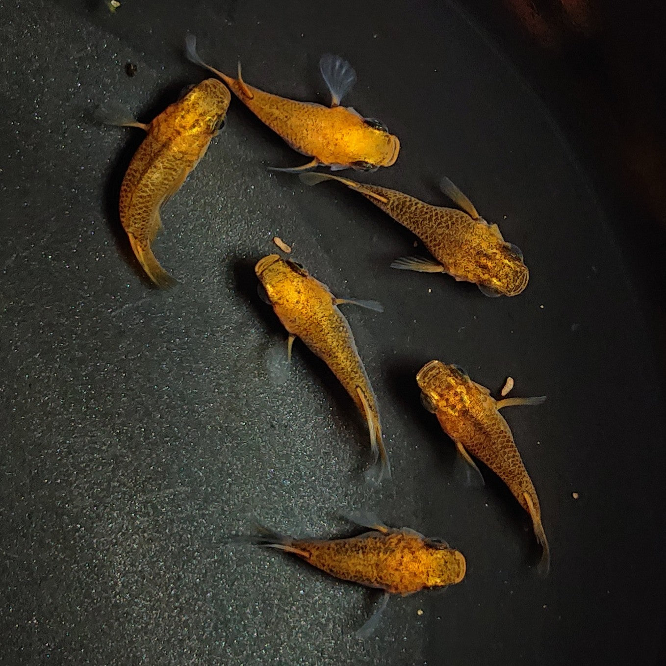 【現物】紅薊だるま 6匹 オス4メス2 1340