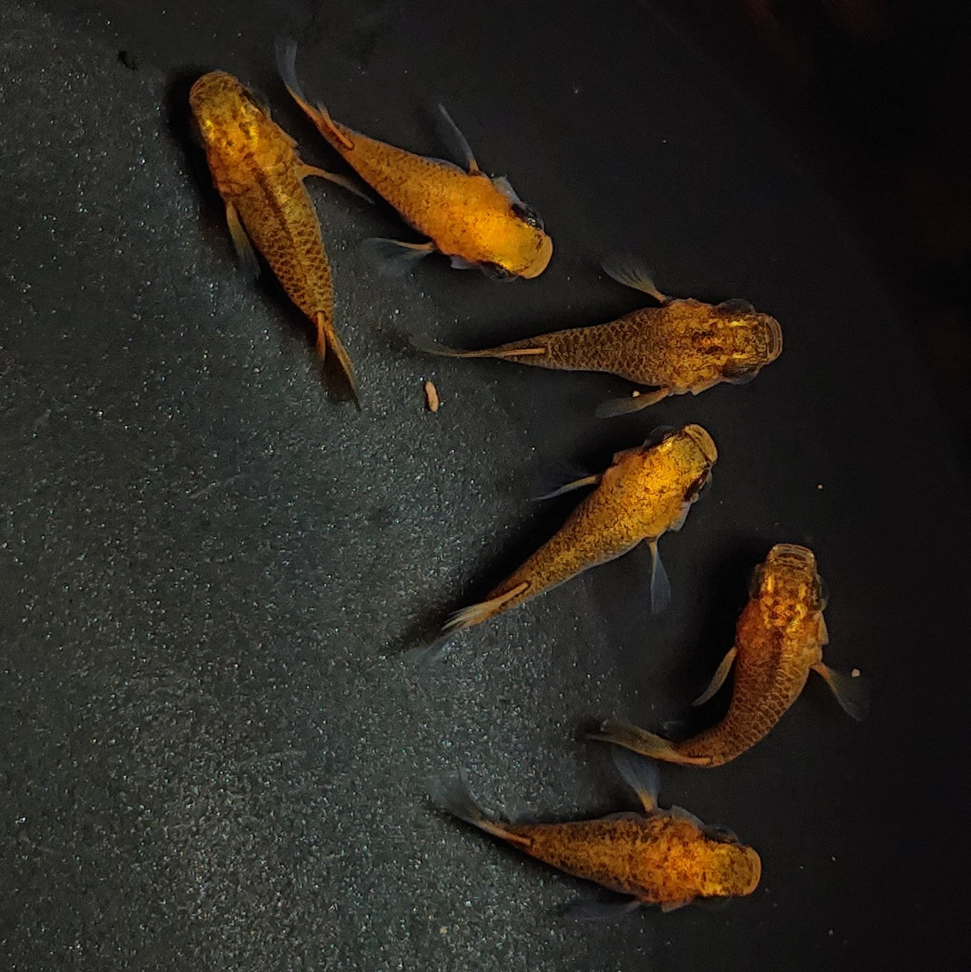 【現物】紅薊だるま 6匹 オス4メス2 1340