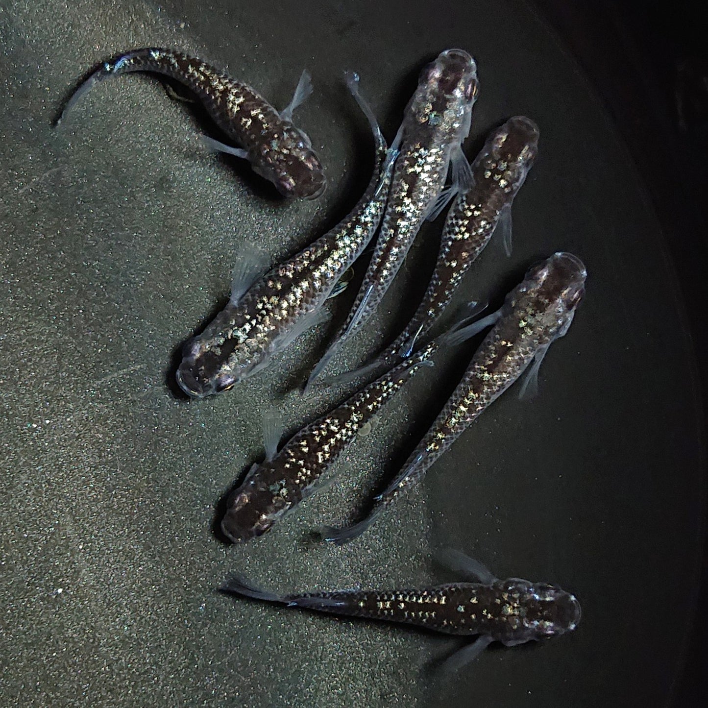 【現物】【上物】ブラックダイヤ上見強ラメ 西郷めだか様純血統 F4 7匹 オス3メス4 1343