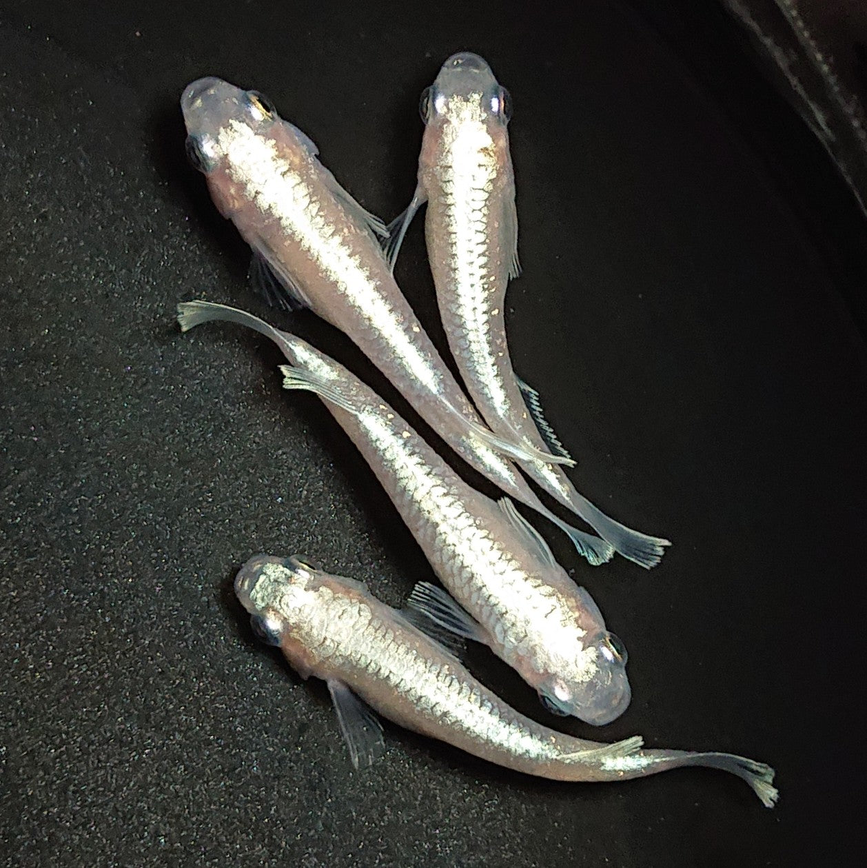 【現物】【NEW】白鱗光 4匹 オス1メス3 1355