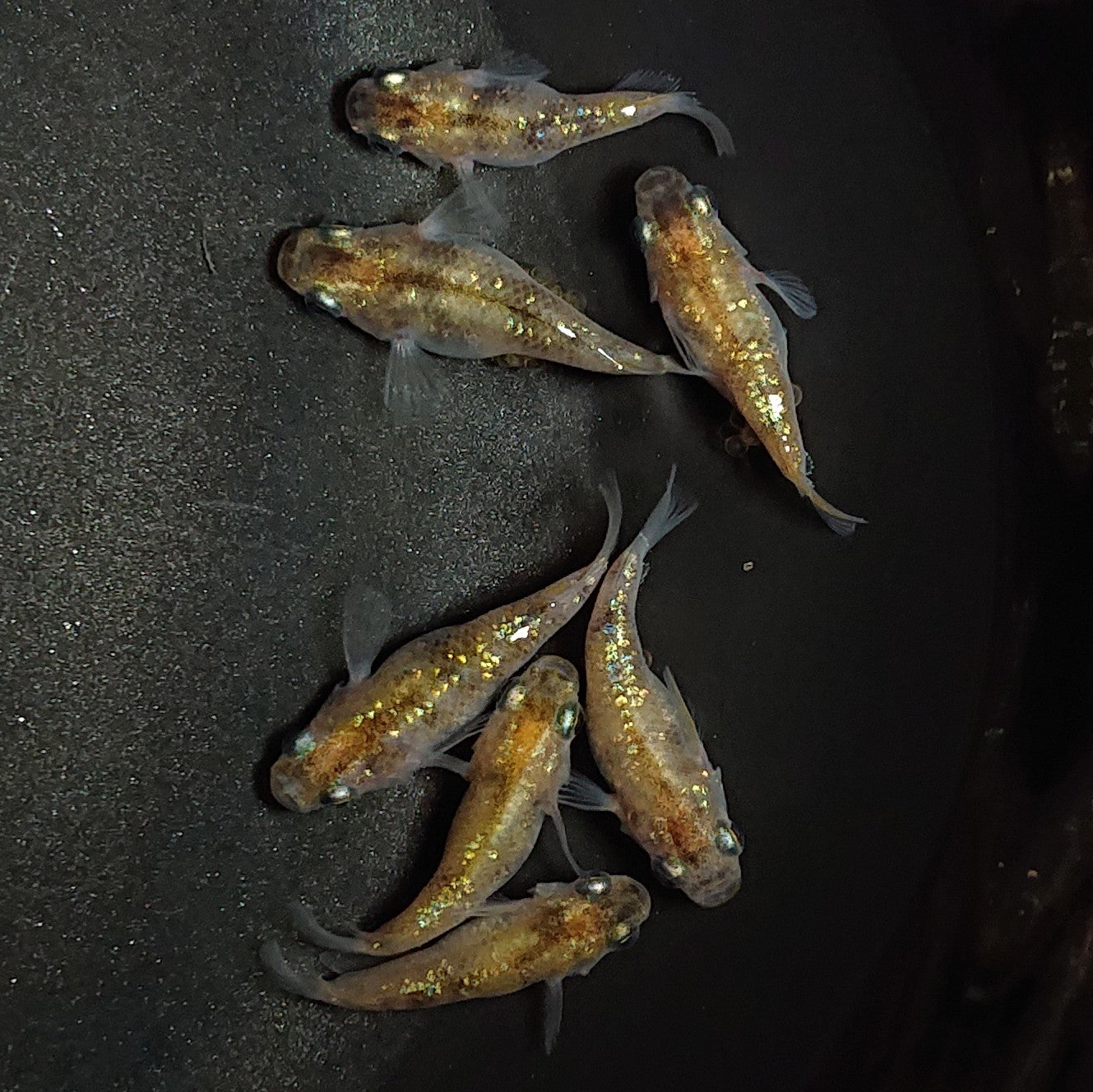 【現物】黄金三色ラメだるま 7匹 オス2メス5 1363