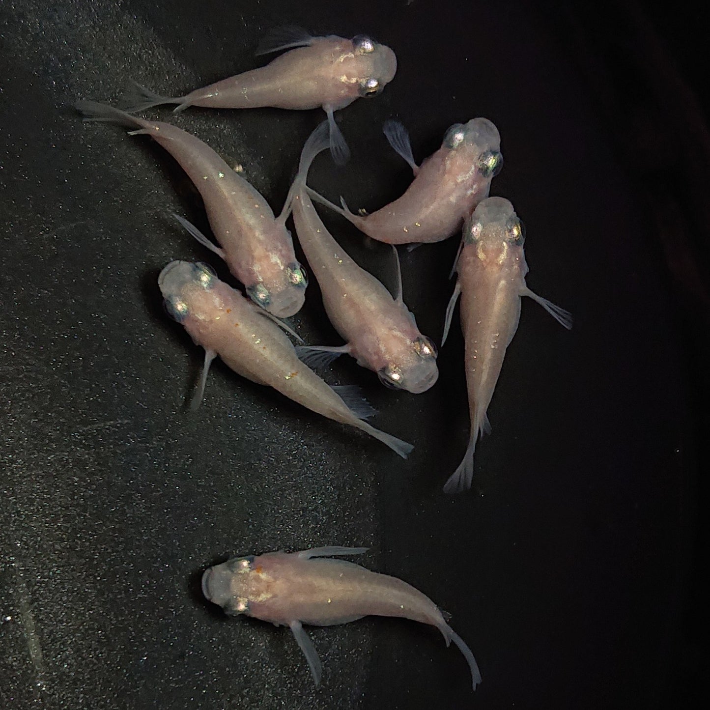 【現物】【NEW】シルクホワイトだるま 7匹 オス2メス5 1360