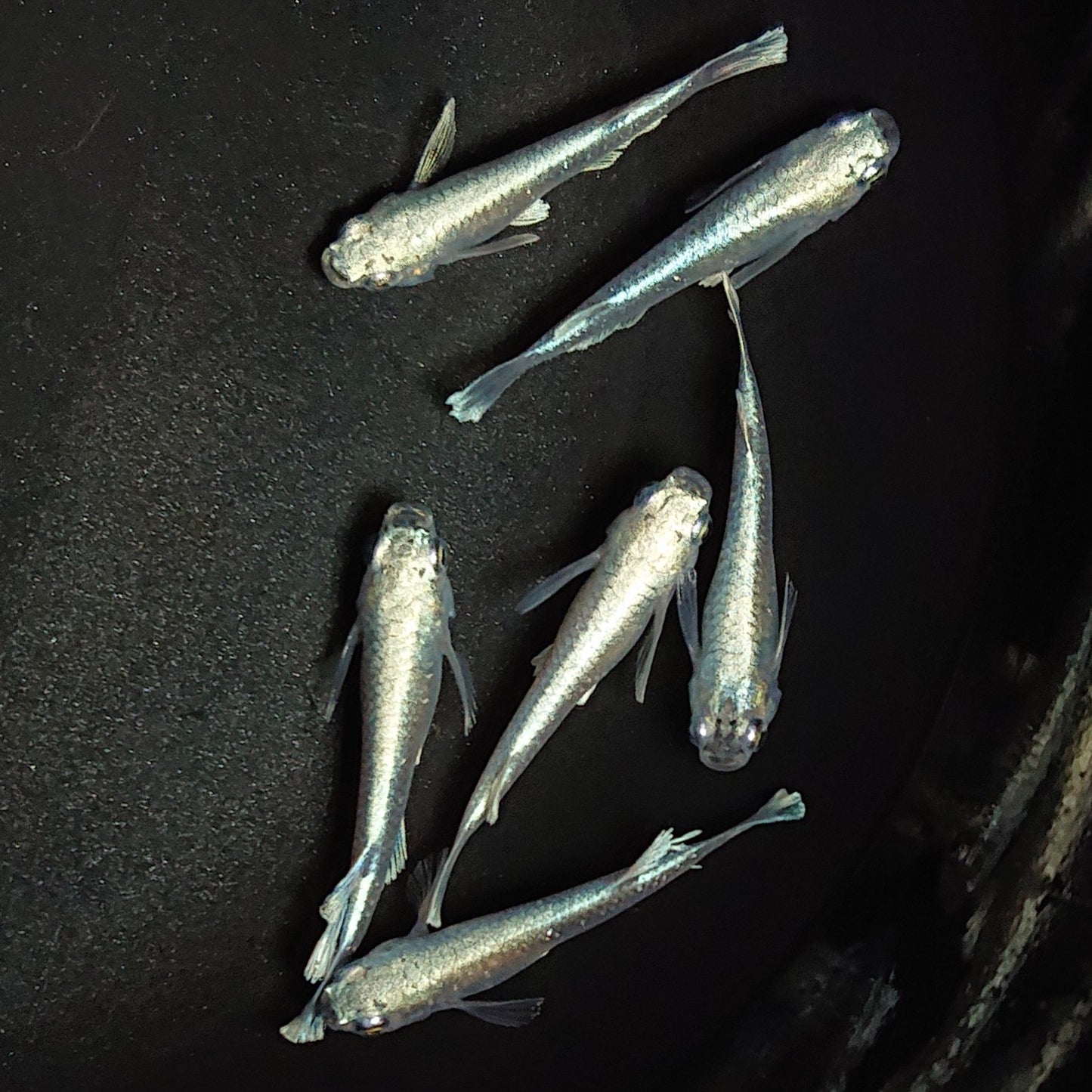 【現物】ブラックモルフォ亜種typeブルー 6匹 オス2メス4 1366