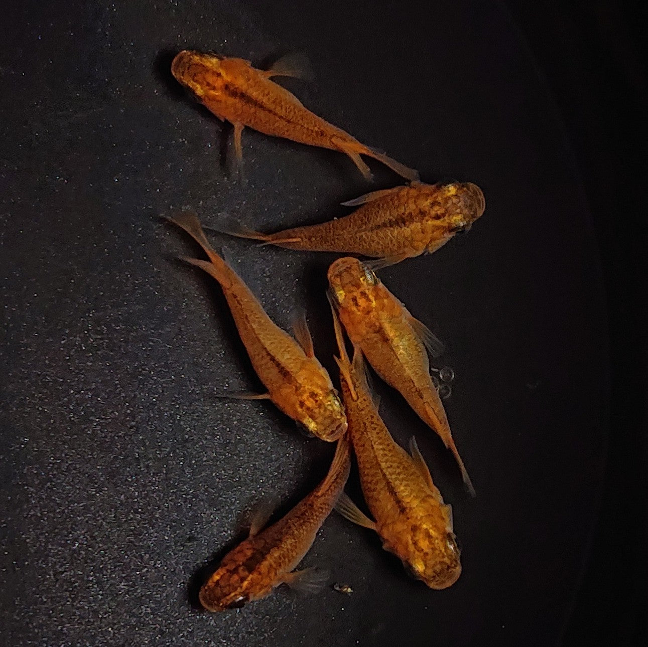 【現物】紅薊だるま 3ペア ※ヒカリ体型個体1ペア入り 1365
