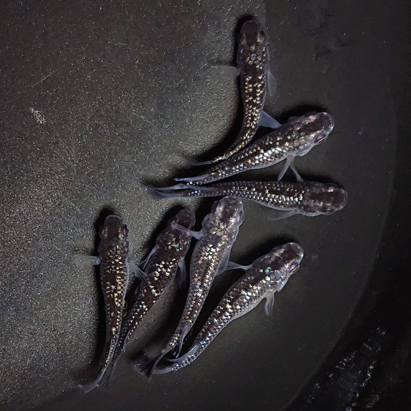 【現物】【上物】ブラックダイヤ上見強ラメ 西郷めだか様純血統 F4 7匹 オス4メス3 1357