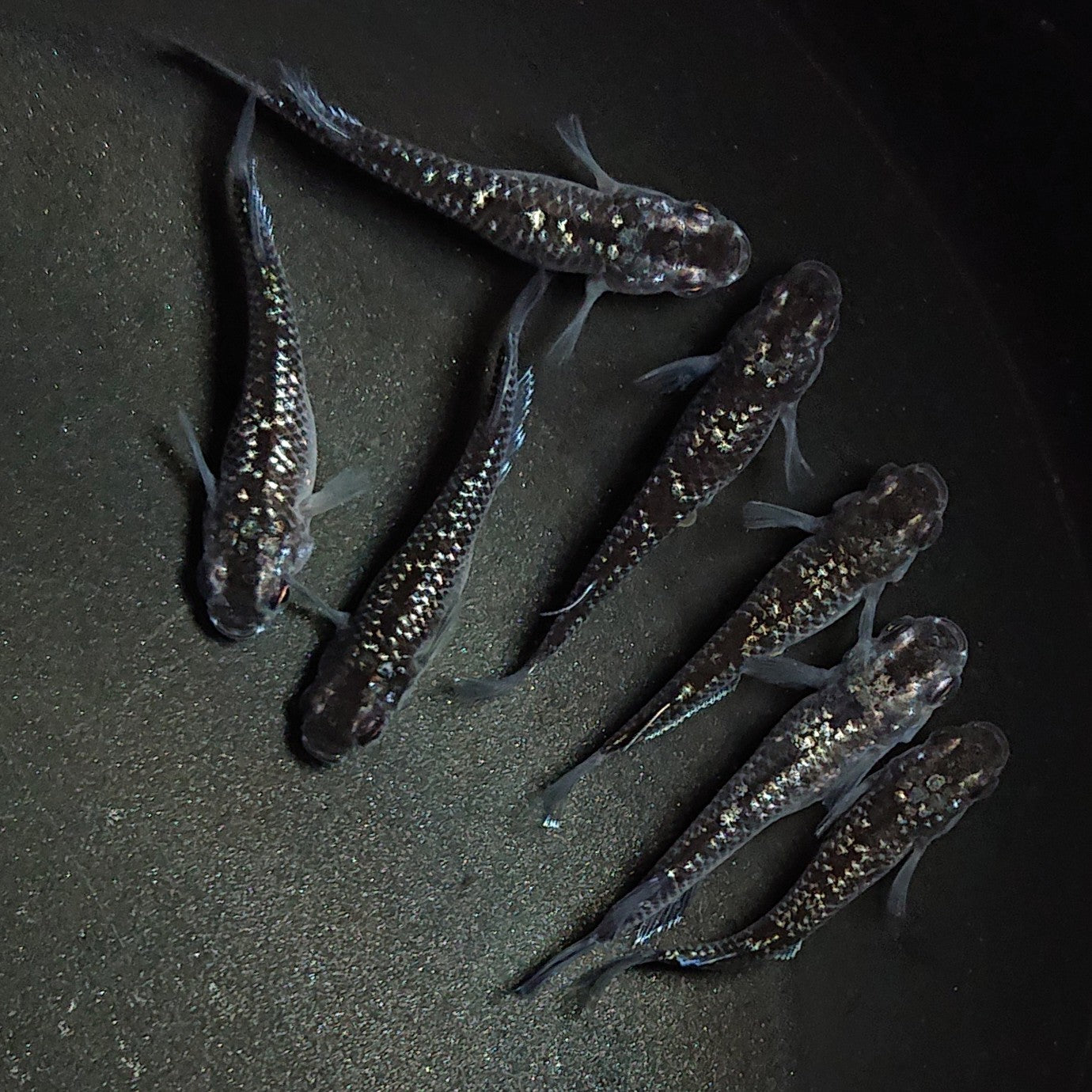 【現物】【上物】ブラックダイヤ上見強ラメ 西郷めだか様純血統 F4 7匹 オス4メス3 1357