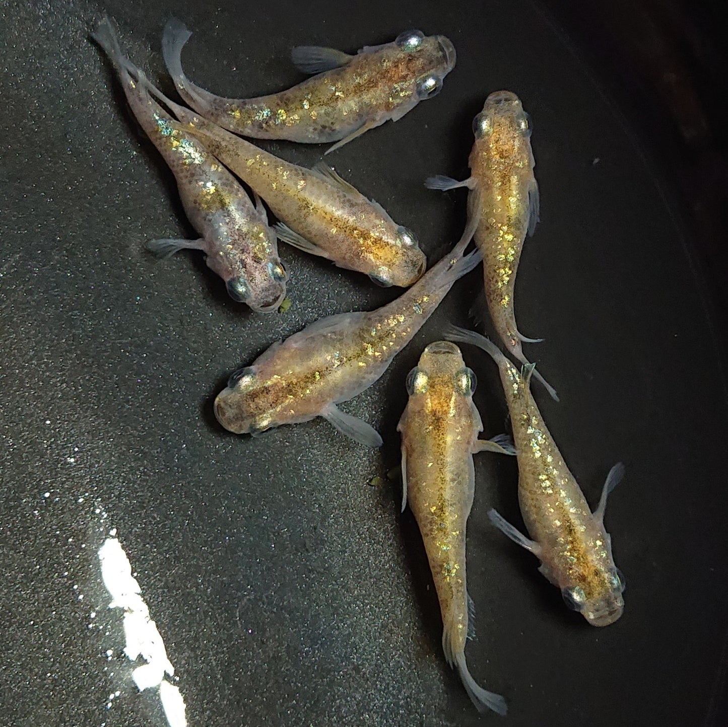 【現物】黄金三色ラメだるま 7匹 オス3メス4 1381