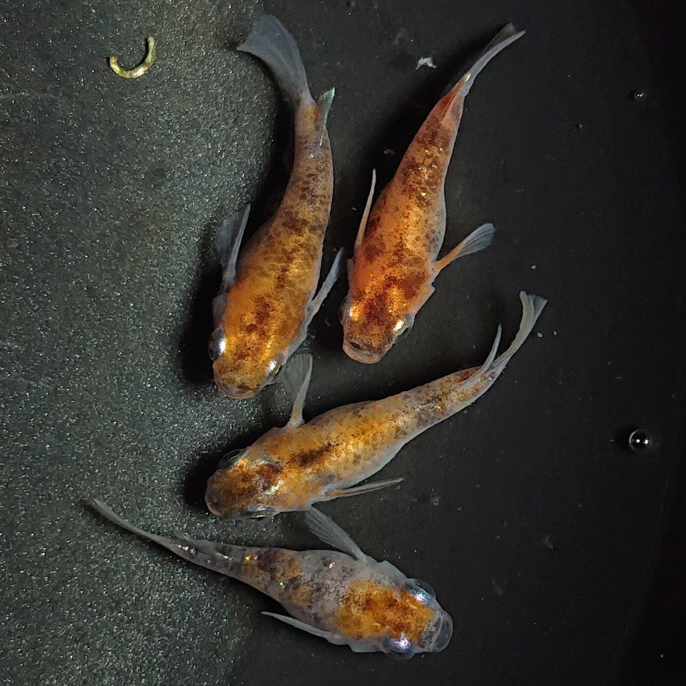 【現物】三色だるま 4匹 オス1メス3 1380