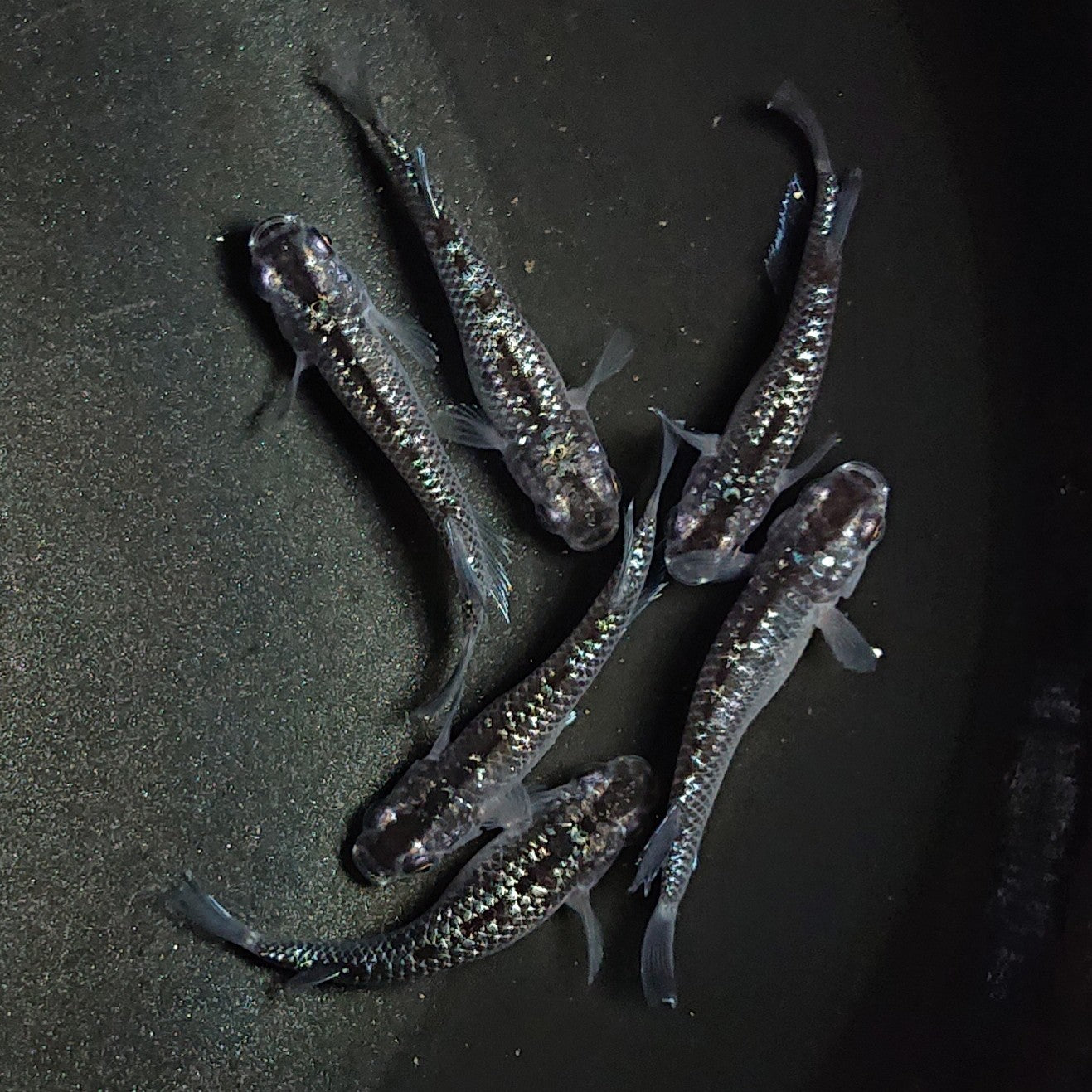 【現物】【上物】ブラックダイヤ上見強ラメ 西郷めだか様純血統 F4 6匹 オス4メス2 1391