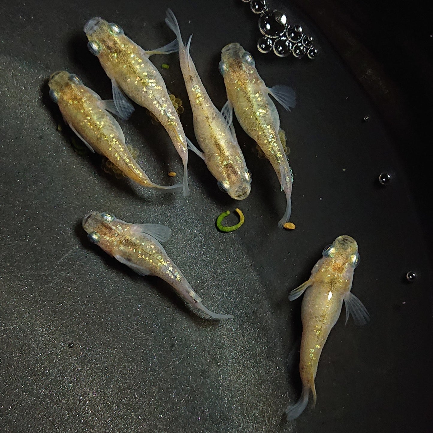 【現物】黄金三色ラメだるま 6匹 オス2メス4 1399