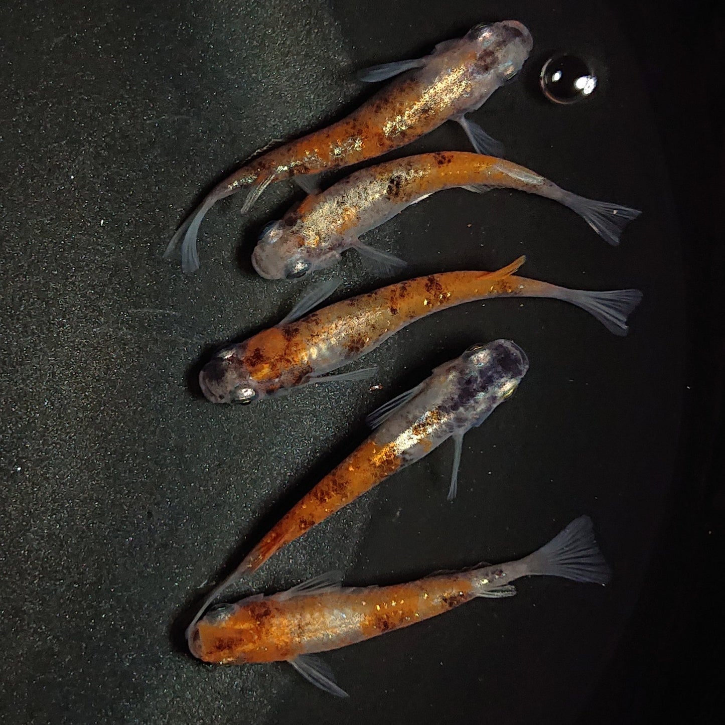 【現物】【NEW】【上物】菊銀紅玉 5匹 オス1メス4 1396