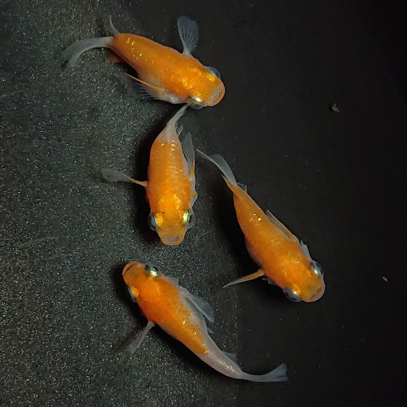 【現物】紅白本だるま 4匹 オス1メス3 1410