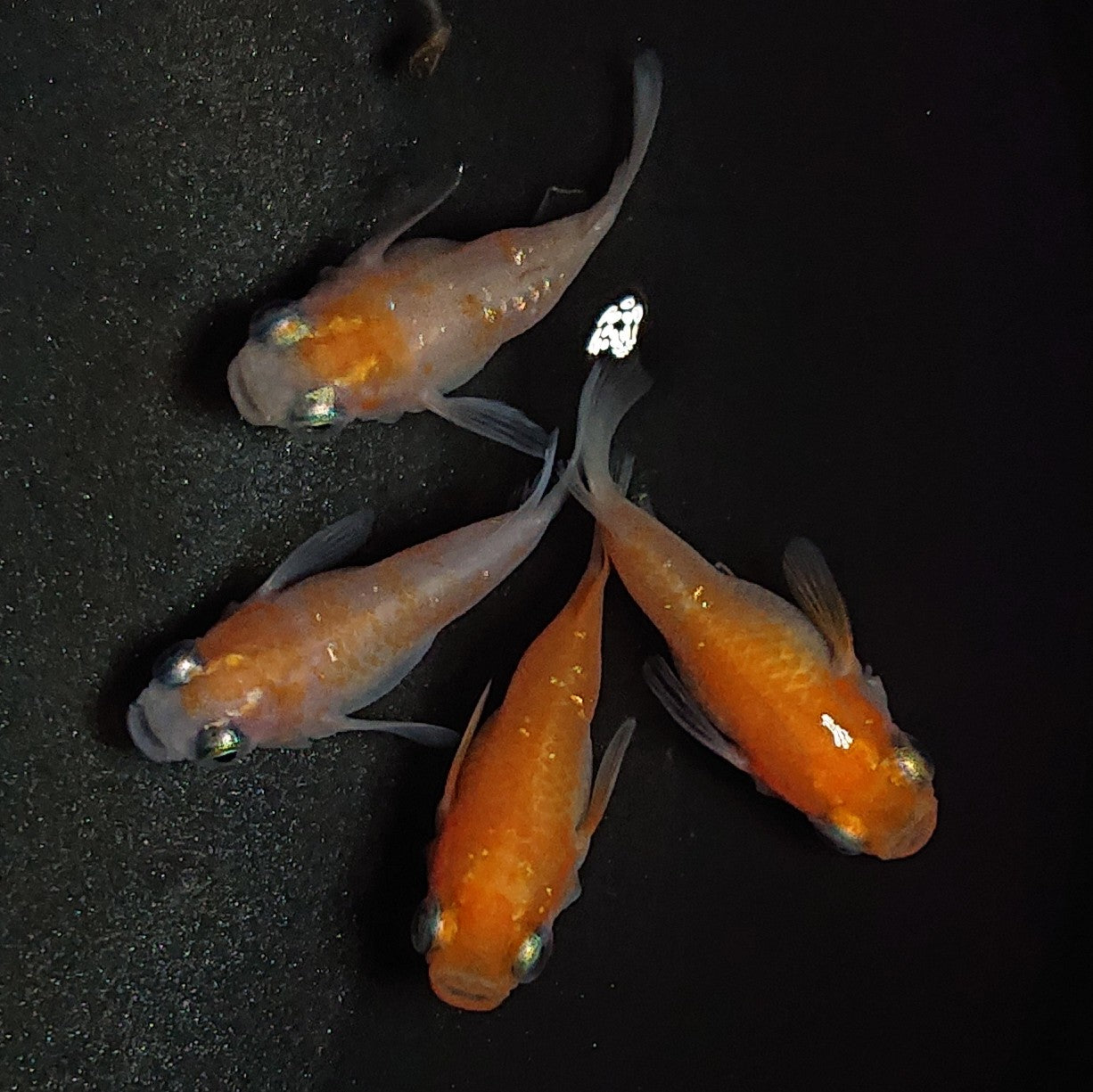 【現物】紅白本だるま 4匹 オス1メス3 1419