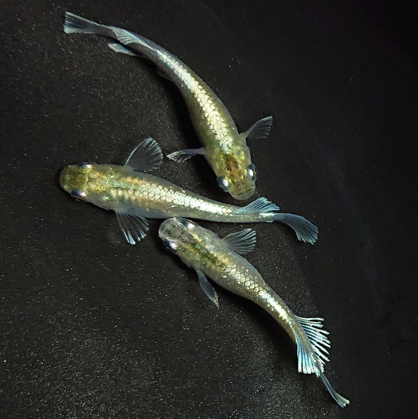 【現物】【上物】エメキン(マリアージュキッシングワイドフィン エメラルドフィンタイプ) 3匹 オス1メス2 1426