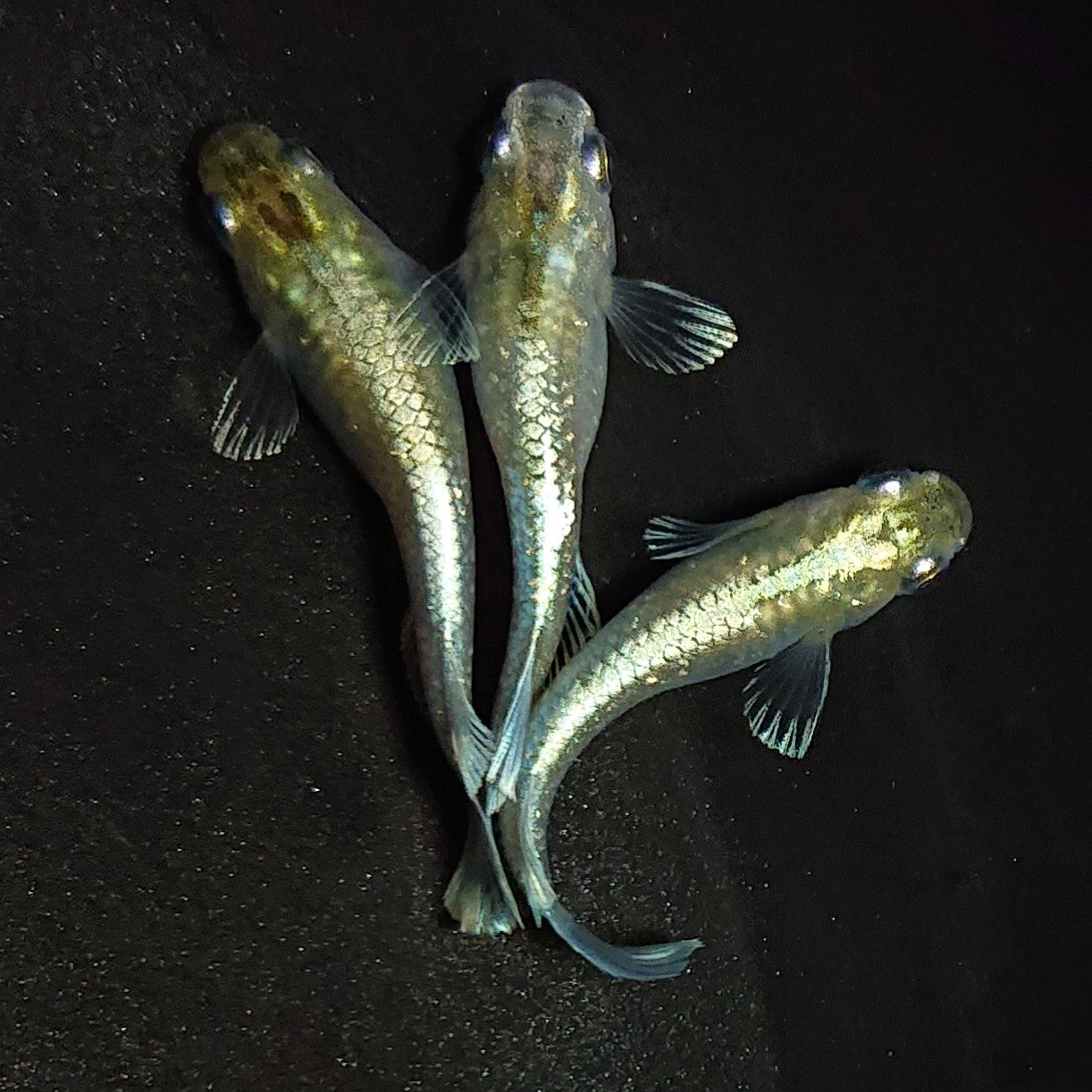 【現物】【上物】エメキン(マリアージュキッシングワイドフィン エメラルドフィンタイプ) 3匹 オス1メス2 1426