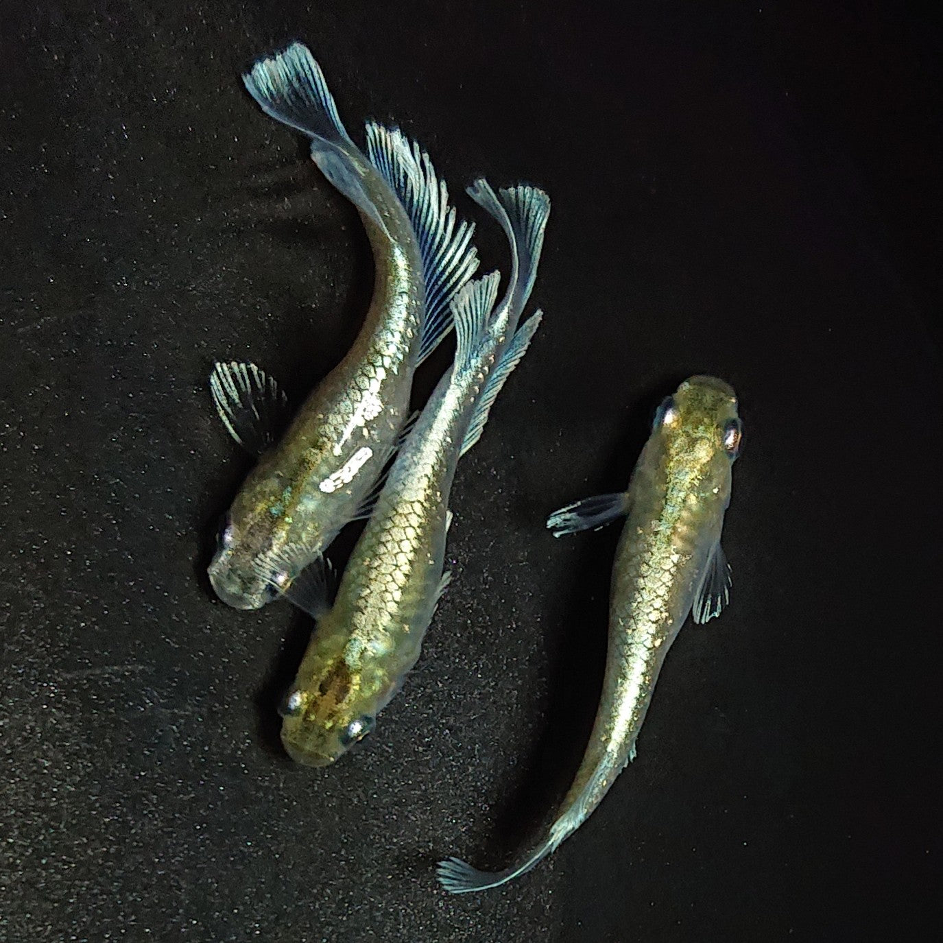 【現物】【上物】エメキン(マリアージュキッシングワイドフィン エメラルドフィンタイプ) 3匹 オス1メス2 1426