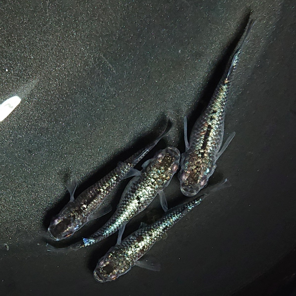 【現物】【親グレード】ブラックダイヤ上見強ラメ 天真めだか様純血統 F5 4匹 オス1メス3 1432