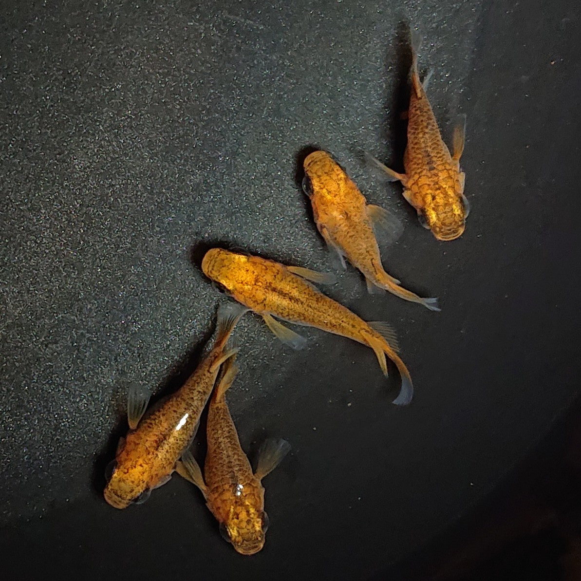 【現物】紅薊だるま 5匹 オス3メス2 1449