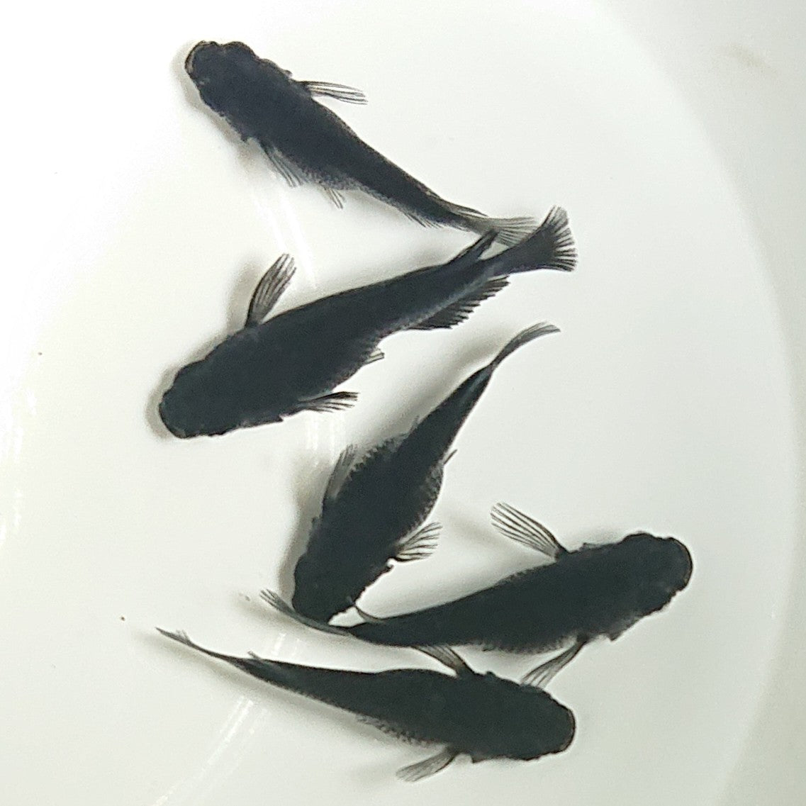 【現物】オロチだるま 5匹 オス2メス3 1479