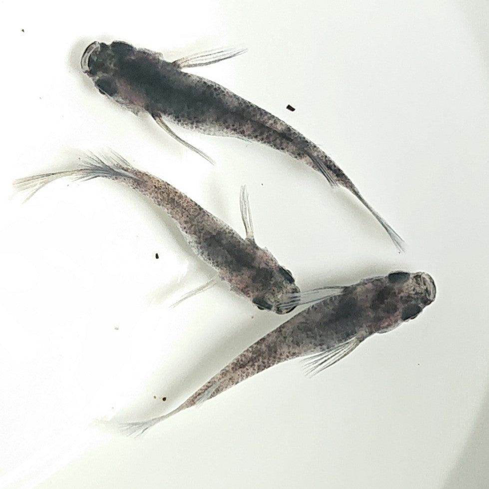 【現物】【上物】和墨リアルロングフィン 3匹 オス1メス2 1472