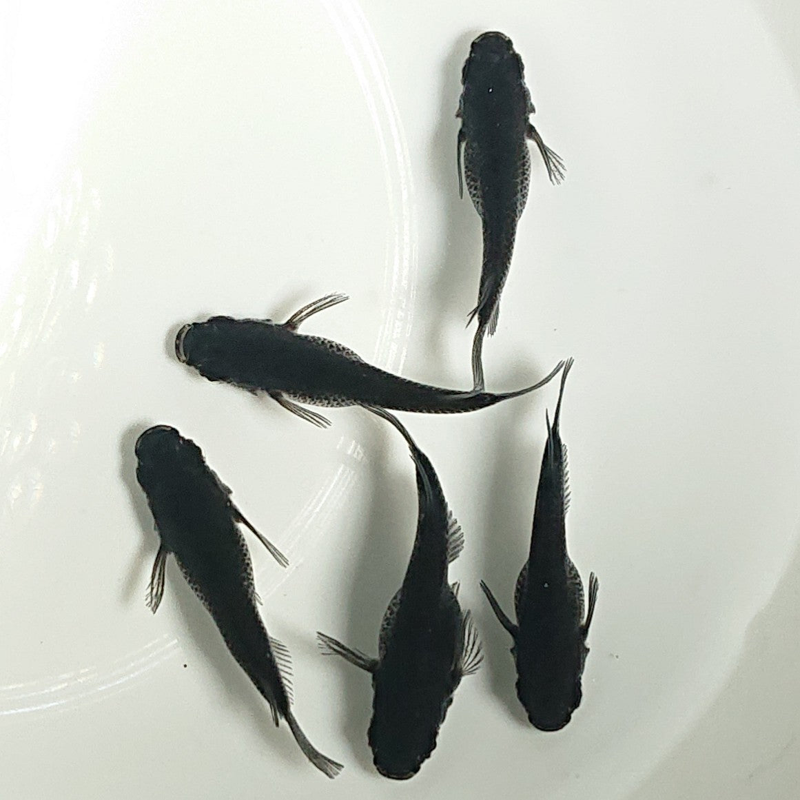 【現物】オロチだるま 5匹 オス3メス2 1495