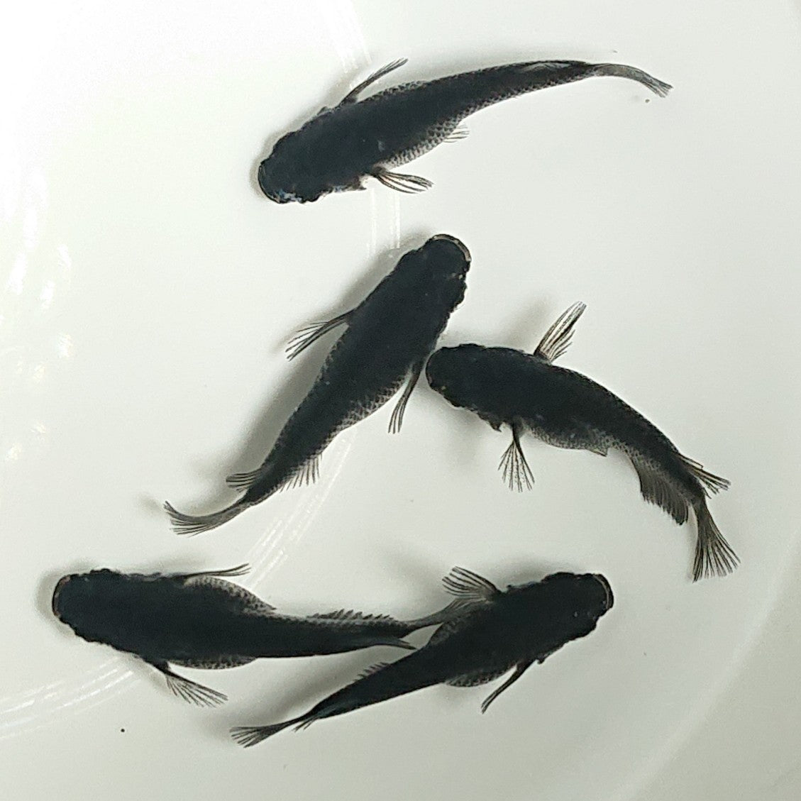 【現物】オロチだるま 5匹 オス3メス2 1495