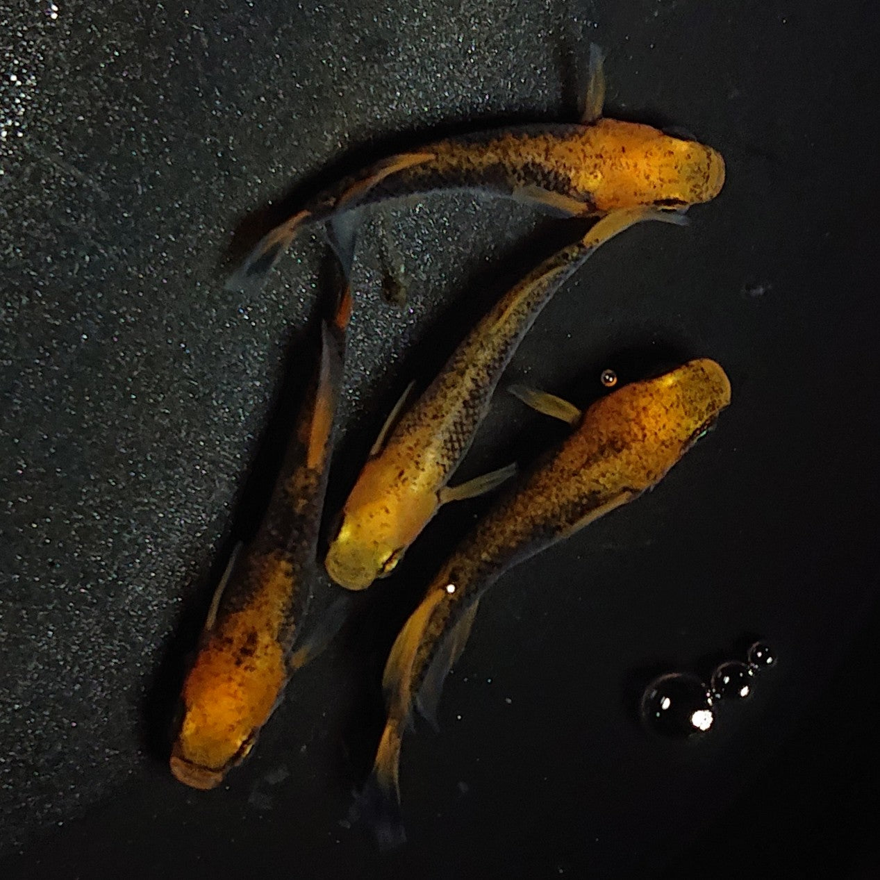 【現物】紅薊 2ペア 1516