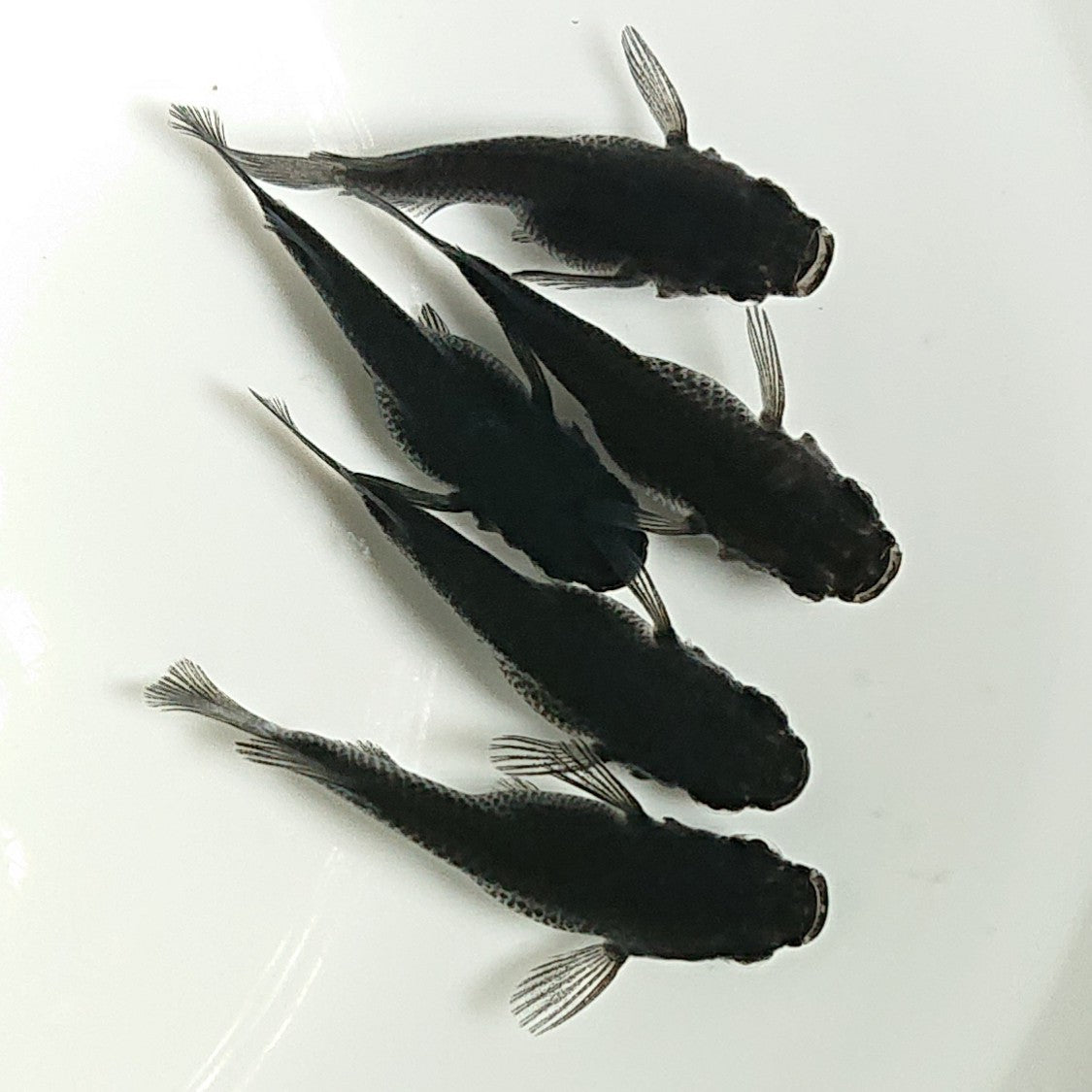 【現物】オロチだるま 5匹 オス3メス2 1513
