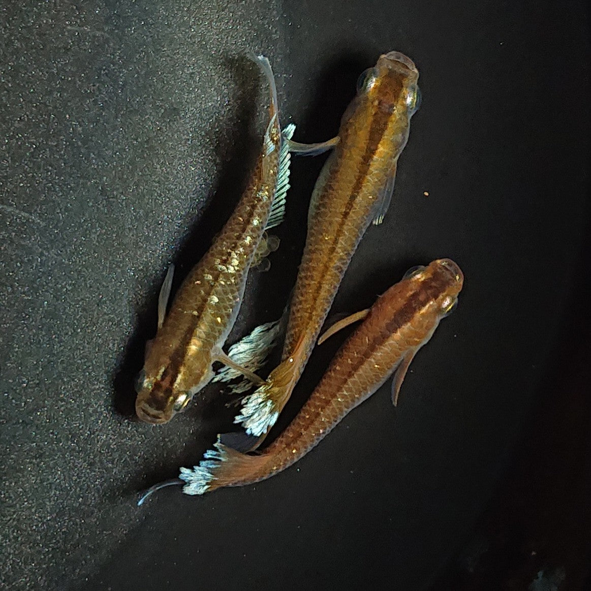 【現物】【上物】レッドクリフダークタイプ 3匹 オス2メス1 1519