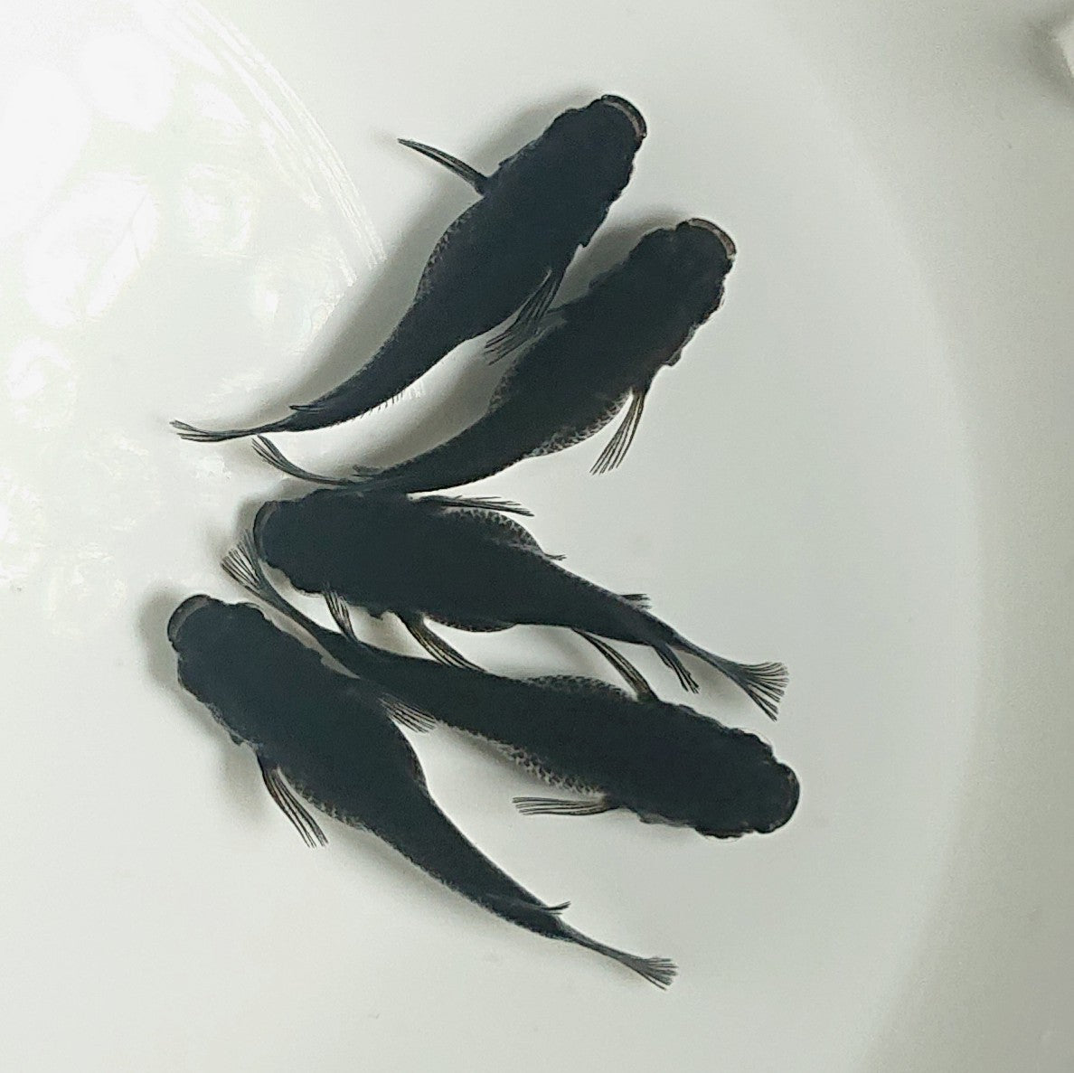 【現物】オロチだるま 5匹 オス3メス2 1523