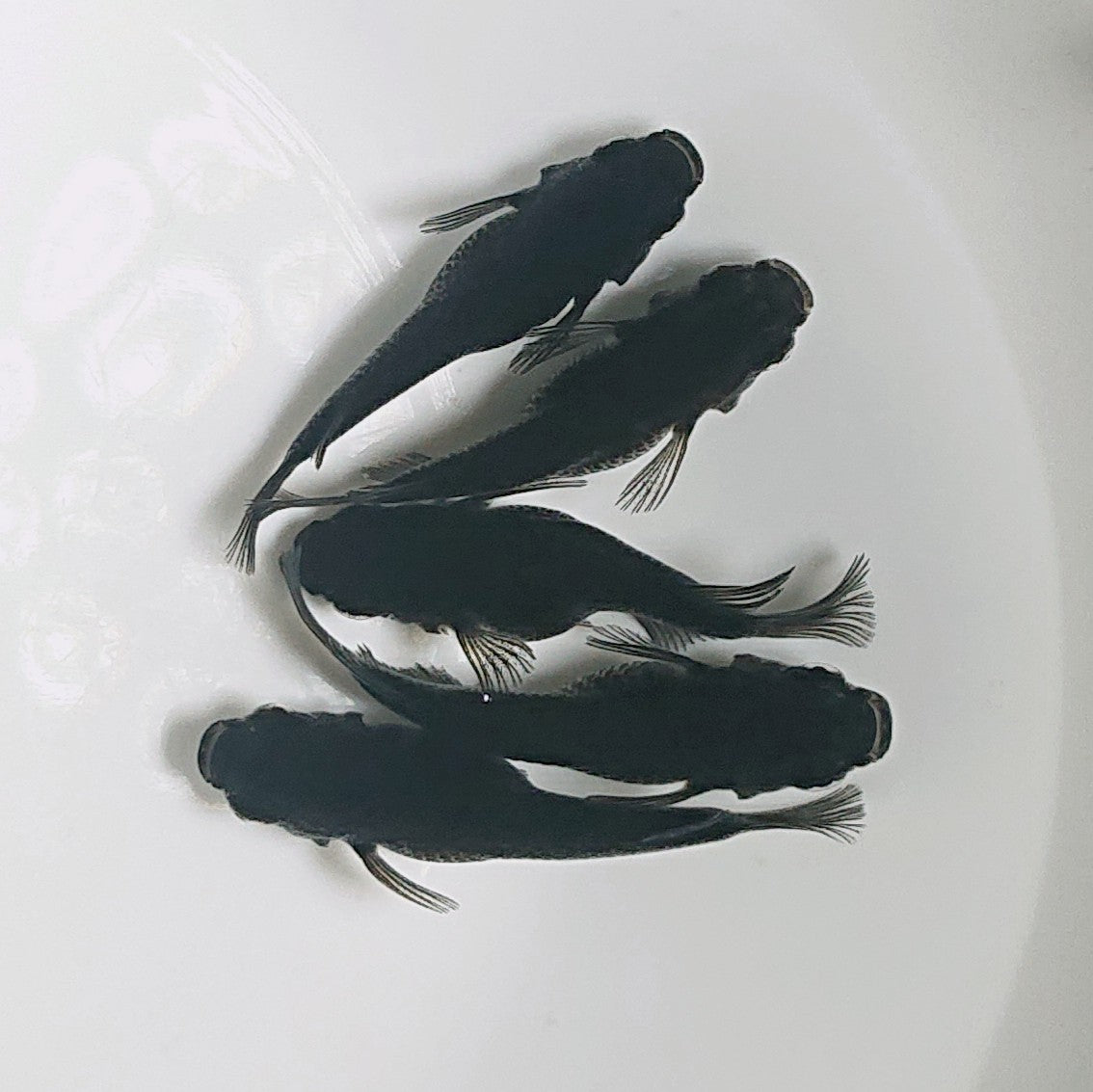 【現物】オロチだるま 5匹 オス3メス2 1523