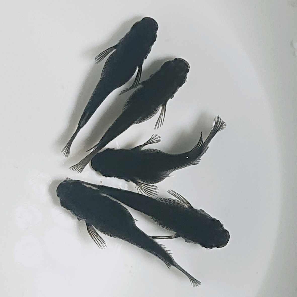 【現物】オロチだるま 5匹 オス3メス2 1523