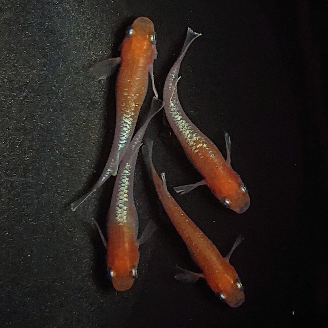 【現物】アマテラス 4匹 オス1メス3 1529