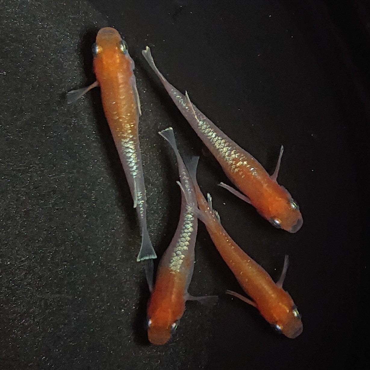 【現物】アマテラス 4匹 オス1メス3 1529