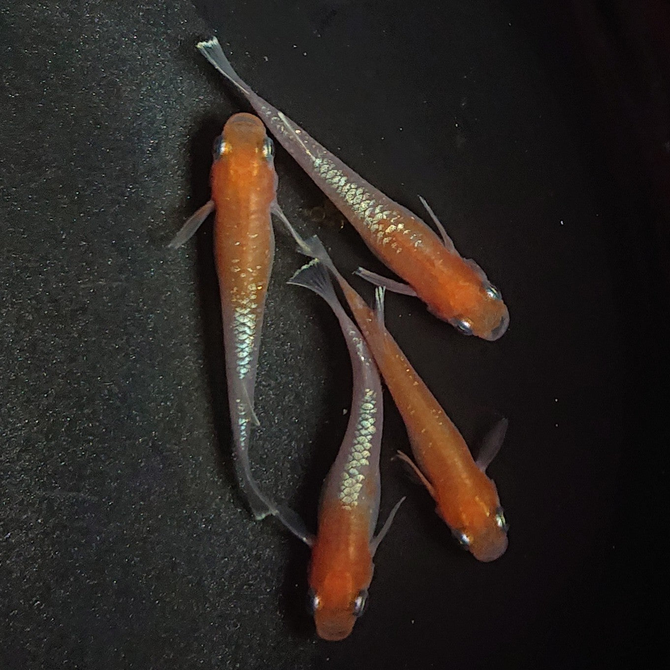 【現物】アマテラス 4匹 オス1メス3 1529