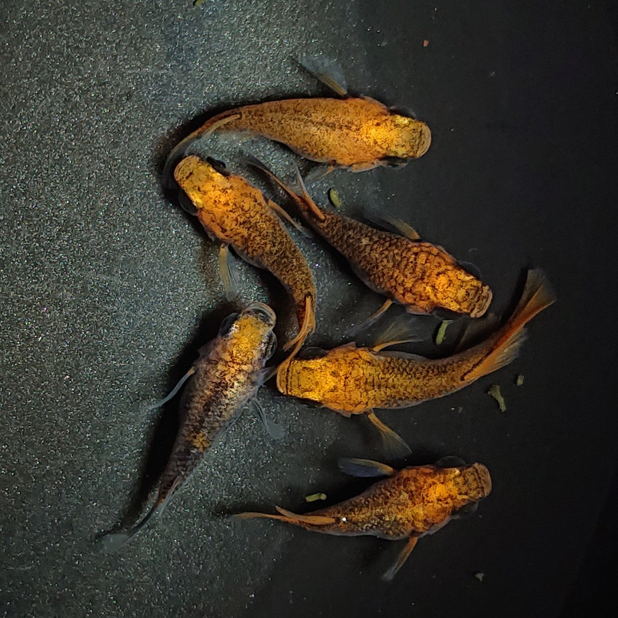 【現物】【上物】紅薊本だるま 6匹 オス4メス2 1546