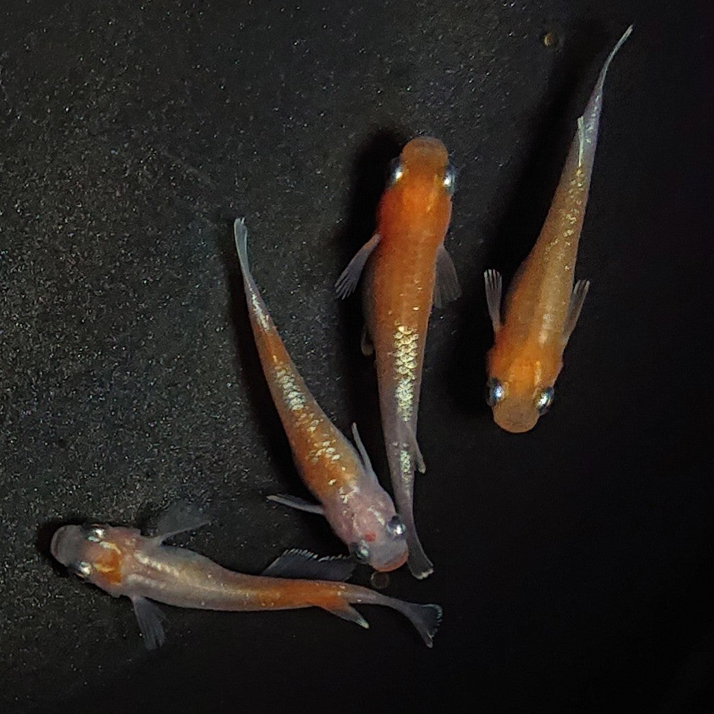 【現物】アマテラス 4匹 オス1メス3 1561