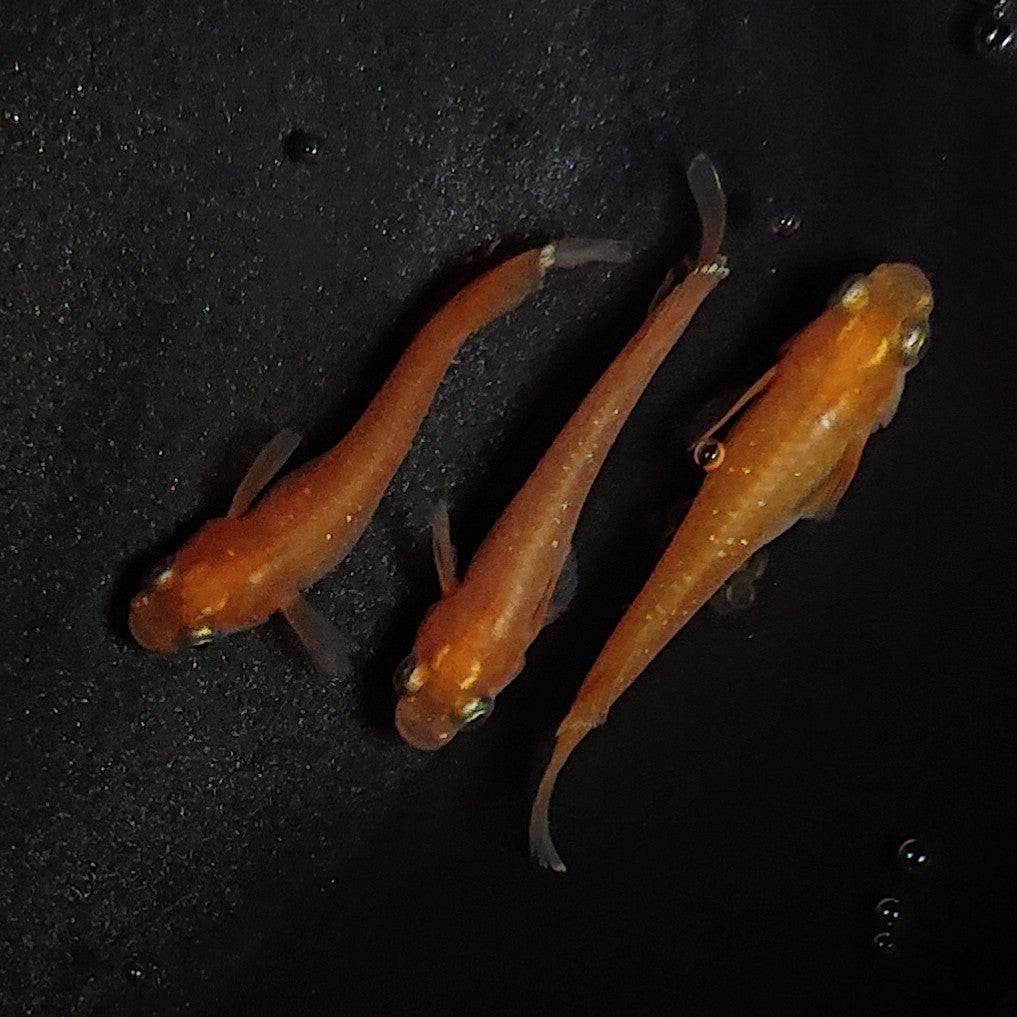 メダカ 深紅デーンデーンモルフォ - 魚類、水生生物