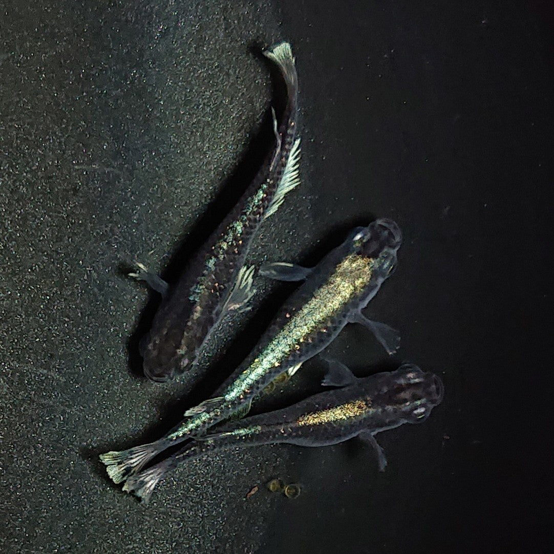 【現物】【極上親グレード】アルテミスブラック 3匹 オス1メス2 1560