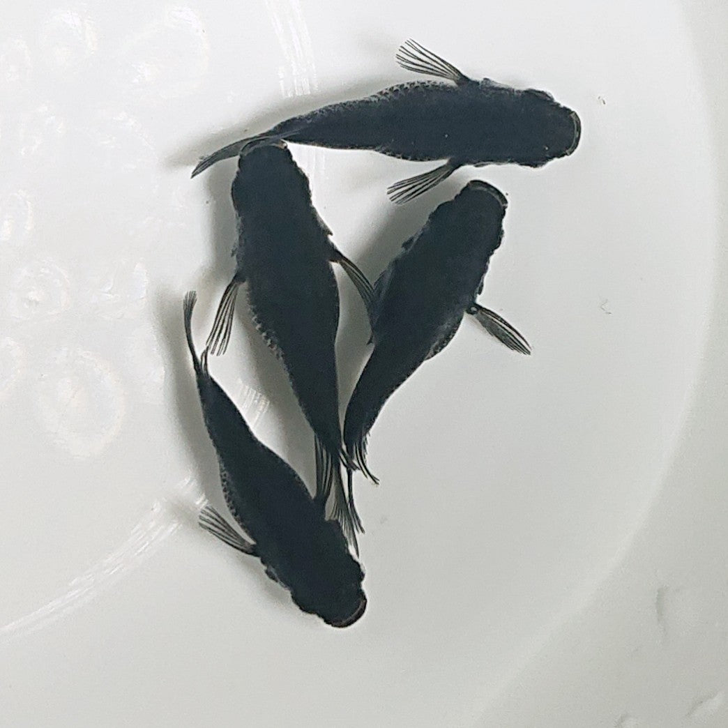 【現物】【上物】オロチ本だるま 4匹 オス1メス3 1568