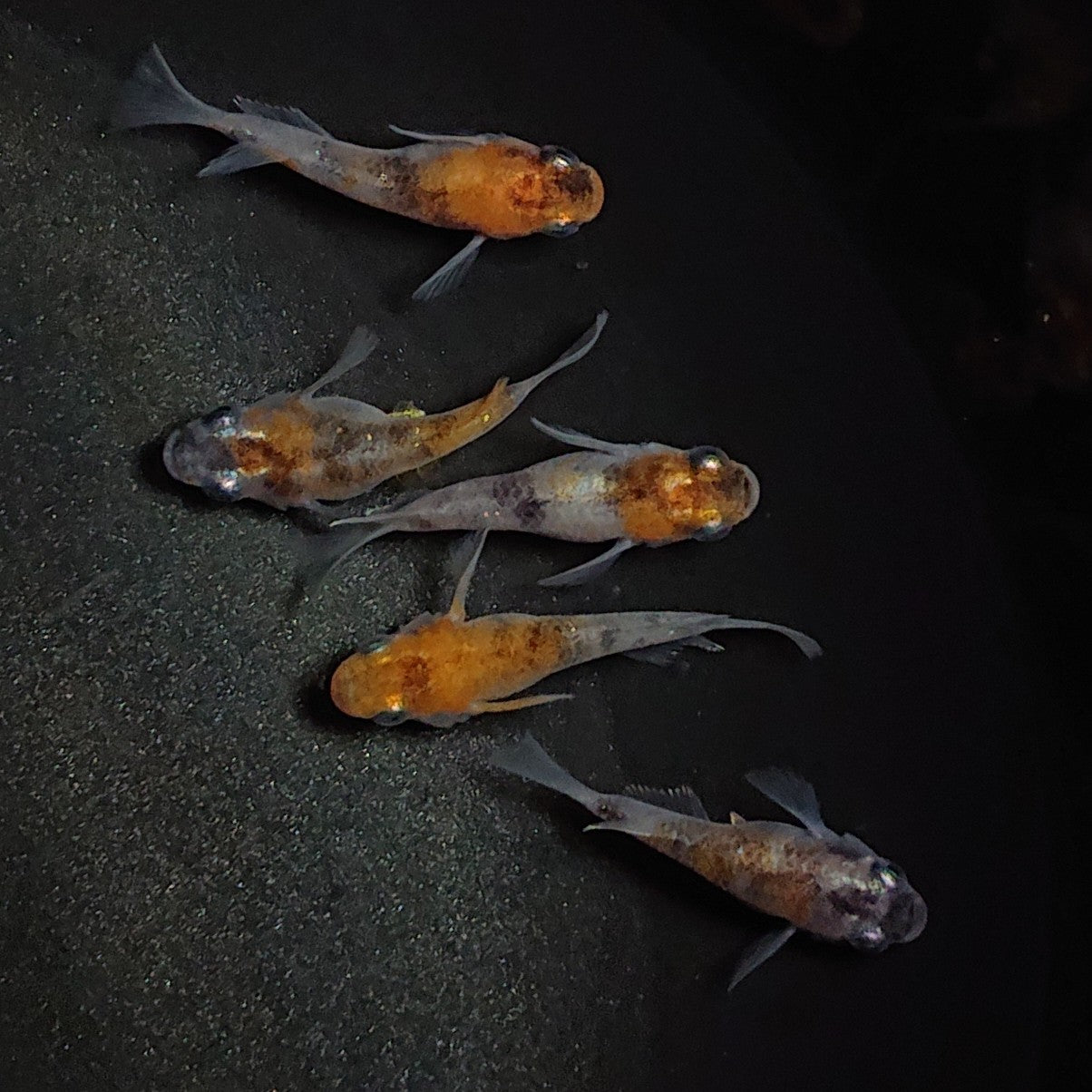 【現物】三色半だるま 5匹 オス3メス2 1578