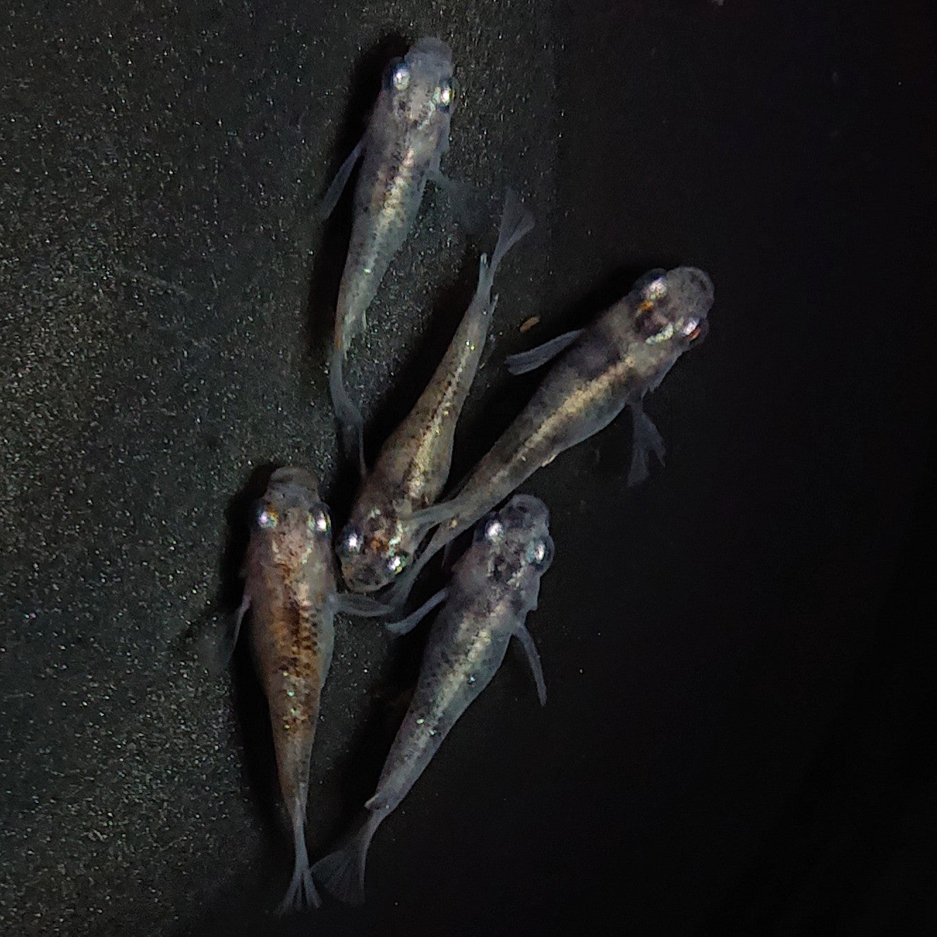 【現物】白黒だるま 5匹 オス2メス3 1587