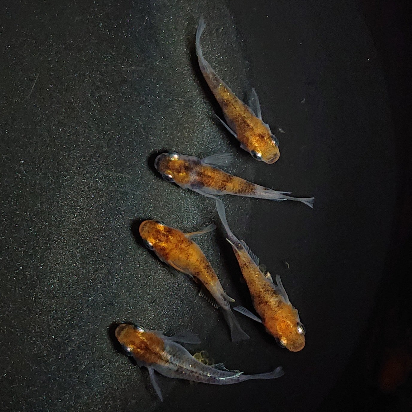 【現物】三色半だるま 5匹 オス3メス2 1599